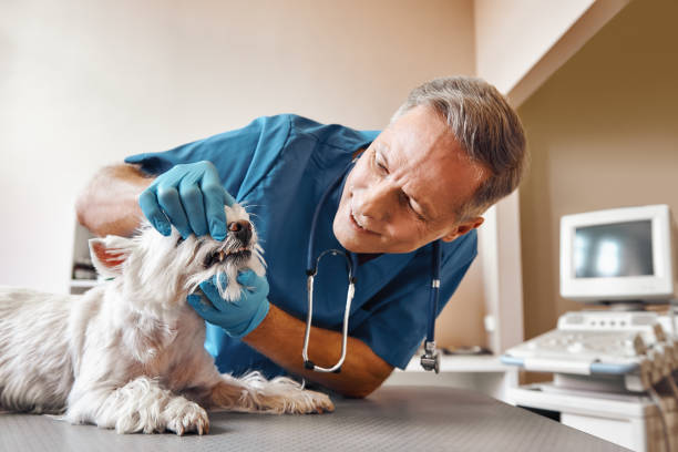 Best Broken or Chipped Tooth Repair in Sun Village, CA